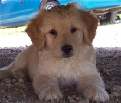Goldendoodles Puppies for Sale
